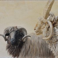 Gallery 2 - Anderson Valley Open Studios 2017 starting May 27through 29 from 11am -5pm