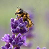 Gallery 3 - ART, BEES AND ECOLOGY ~ REFLECTIONS BY LAVENDER GRACE CINNAMON