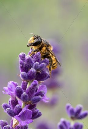 Gallery 3 - ART, BEES AND ECOLOGY ~ REFLECTIONS BY LAVENDER GRACE CINNAMON