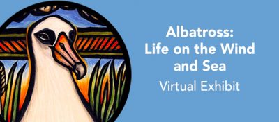 Mendocino County Museum: Albatross: Life On the Wind and Sea Virtual Exhibit