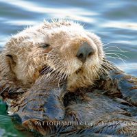Gallery 1 - Pacific Coast Sea Otters – Pat Toth-Smith – August 2021
