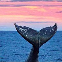 Whale Festivals on the Coast