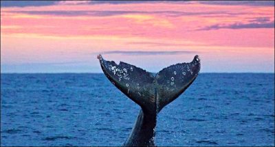 Whale Festivals on the Coast