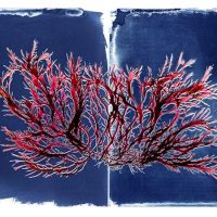 Gallery 1 - The Curious World of Seaweed