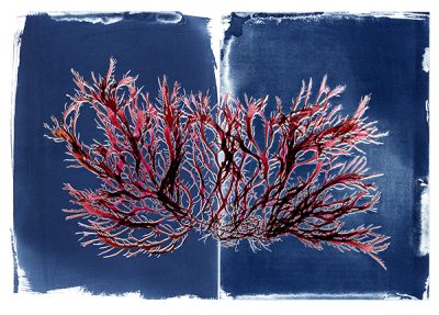 An Artist's Journey Into the Science of Seaweed