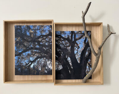 Meetings with the Rooted Ones - Wood and Photo Constructions by Virginia Stearns