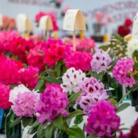 45th Annual John Druecker Memorial Rhododendron Show
